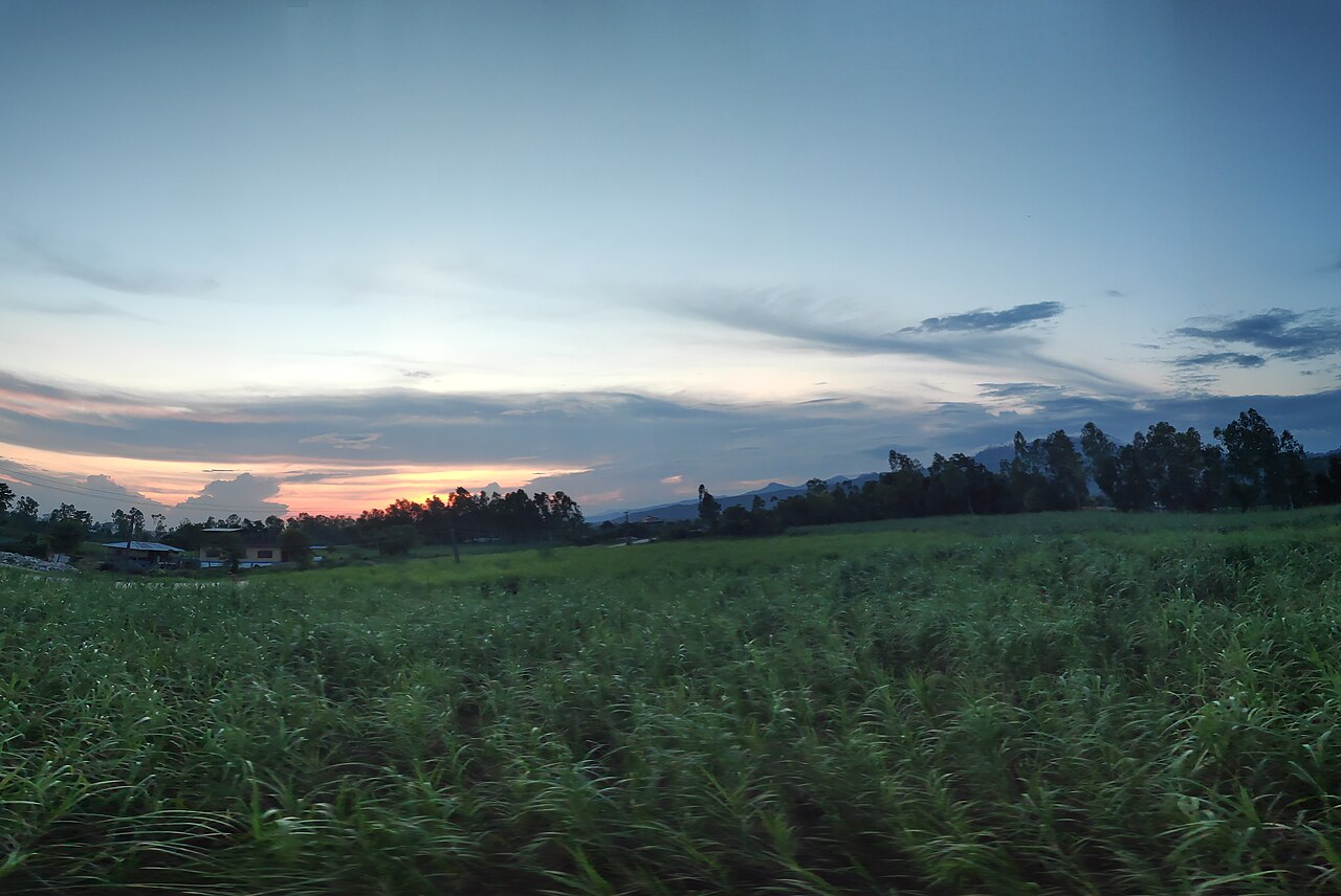 Healthy Sugarcane Crop